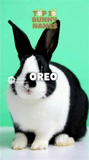 Top 10 Rabbit Names - Powered by PetNamer.io - Name Your Pet with AI