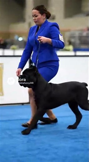 From Puppy to AKC National Champion 🏆 | Cane Corso 2025