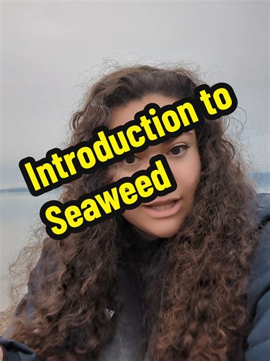 Welcome to my mini series, 31 days of seaweed! Since I work on a shellfish farm, I get to see seaweed daily. I'm happy to share it with y'all. #seaweed #miniseries #pnw #introduction #algae