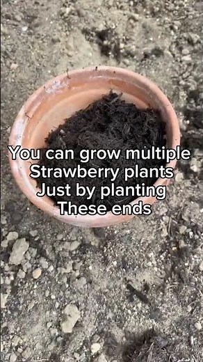 How to Grow Strawberries from Scraps | Easy & Free Gardening Hack
