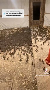 Northern Bobwhites are 12 days old #ReTokforNature #fypシviralシ2024 #quailladybrittany #babychick #quail #poultry #farming | Quail Lady Brittany Freedom Flyers