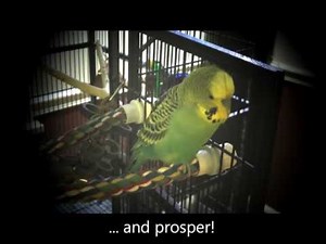 Yet Another One of Those Talking Parakeet Videos