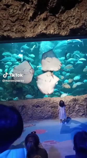 SOOOO EXITEDDDDDD!!!! pertama kali ke #seaworld beberapa tahun silam biasa aja. just a create moment with him (my ex) hoho dan ini kedua kali nya bareng keponakan dan pas banget juga ada event ini (hanya di jam tertentu). DAN juga tentu nyaaaaaa kebetulan juga ada promo super murahhhh tiket masuk nya di tiktok !!!! THANKYOU TIKTOK 🤍 U MADE MY DAY SOOOOOOO MEMORABLE !!!!! #seaworld #promo #tiketmurah #fyp #liburan #tiktokindonesia #tiktoknews #healing #serunyaliburan #liburanjakarta #dontworryno