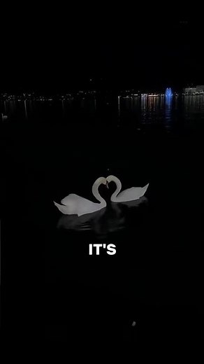 Swans Let Them Self's Die