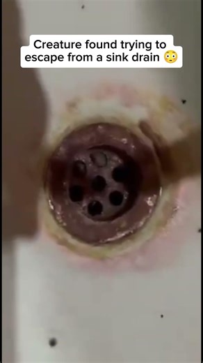Snake Found Coiled Inside Toilet Bowl (Watch Before You Sit)