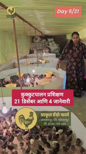 Brooding Day 5/21 #brooding #poultry #poultryfarming #farmer #indianfarmer #shetakari #sheti