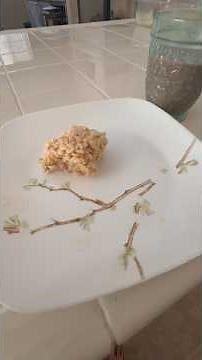Rice Krispie Oven Hack!
