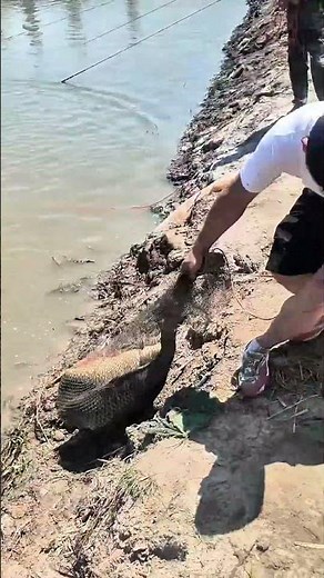 Catching a Monster Alligator Gar! #shorts