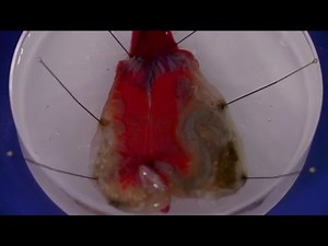 How to dissect a solitary ascidian