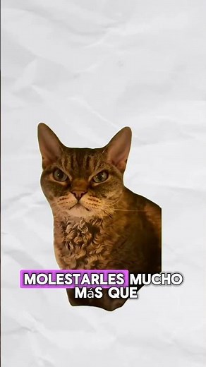 Autism (explained with kittens) #cats #kittens