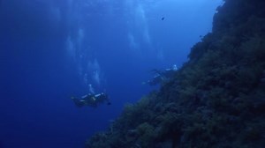 Scuba diving in coral reef relax underwater Red sea.
