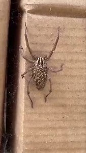 Check out this mama wolf spider and ALL her babies!!😍 While you may want to keep scrolling if spiders aren’t your thing, wolf spiders provide great pest control and are harmless. They don’t make webs like a lot of spiders, instead they chase down their prey. This isn’t one of our patients, but she was on a box at our rehab center🕷 #keepaustinwild #wolfspider #spider | Austin Wildlife Rescue
