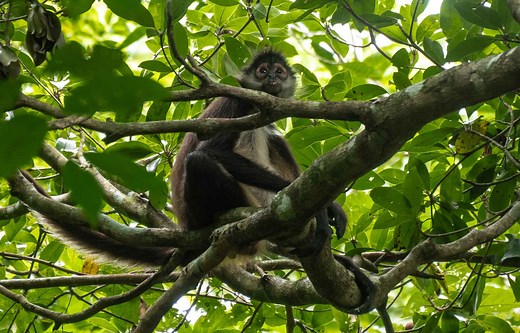 Excursion à Punta Laguna, Coba & Famille Maya | Pixan Riviera