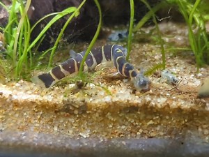 Definitive proof that kuhli loaches do indeed catch and eat snails
