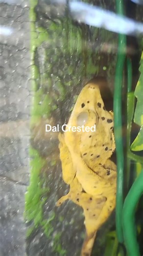 Ink spot Dalmatian Crested Gecko. These were believed to be extinct until the late 1990's when one accidentally fell on a researcher who recognized what it was. Turns out they were just on a different island than thought.#gecko #geckosoftiktok #reptilekeeper #reptilelover #petsoftiktok