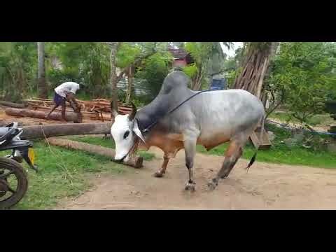 Srilanka Big bulls