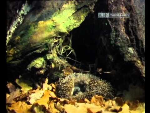 Part 1 - Hibernation & Torpor