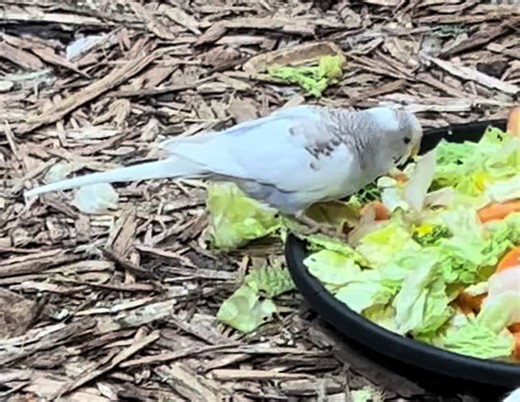 One of our new budgies tucking into the vegetables🥹🥰 #avairy