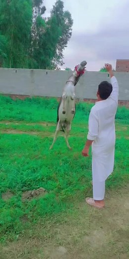 Engaging with a Donkey in Traditional Attire