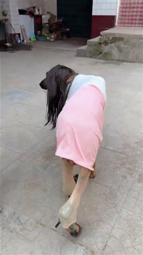 Doggie Teamwork in Action: Hilarious Canine Collaboration