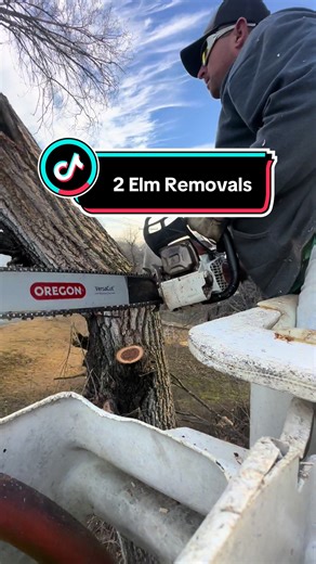 Tree Removal Process in Harrison, Arkansas