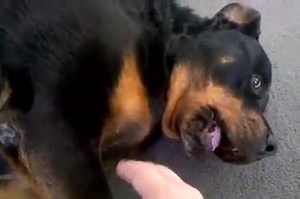 37K views · 485 reactions | I've never seen a ticklish dog as this | Funny Dog Pictures And Videos | Facebook