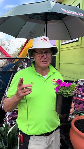 Planting Supertunias - Easy Guide to Growing Beautiful Flowers in your Garden