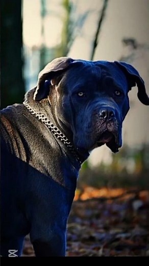 World’s Fastest Dogs Ranked 🏁🔥 Greyhound, German Shepherd, Labrador & Golden Retriever | #DogRacing