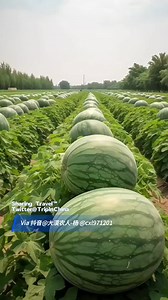 Check this new #watermelon variety cultivated in #China! It can weigh up to 50kg maximumly, and will increase farmers' income. | Wang Wenbin Chinese Ambassador to the Kingdom of Cambodia 汪文斌