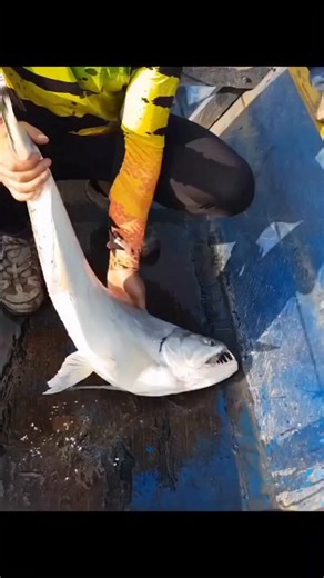 Scary looking fish, do you know what its called?