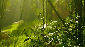 Lanscape of bamboo tree in tropical rainforest