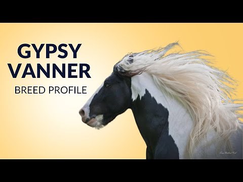 Gypsy Vanner Horse Breed Profile History - Price - Characteristics - Training - Grooming
