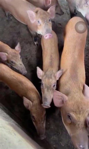 Con Lợn Éc#animalshorts