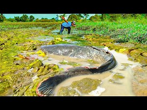 "Unbelievable! Giant Fish Found in Shallow Muddy Water!”