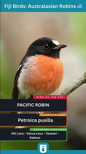 Pacific Robin Guide: Tiny Forest Bird with Striking Colors #birds #fijiliving #wildlife