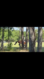 My groom/student,Meghan Malloy Equestrian, got to pilot #RenkumCorsair aka Caz around a beautiful double clear cross country round to finish 4th in the Training Senior Rider division. So proud of these two! Cazzi is a great teacher and is available. #eventing #GoCaz #available | Elisa Wallace Eventing