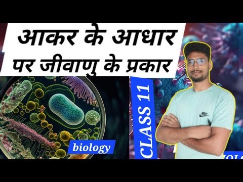 Types of bacteria on the basis of shape (part 5) TYPES OF BACTERIA ON THE BASIS OF SHAPE. #viralv...