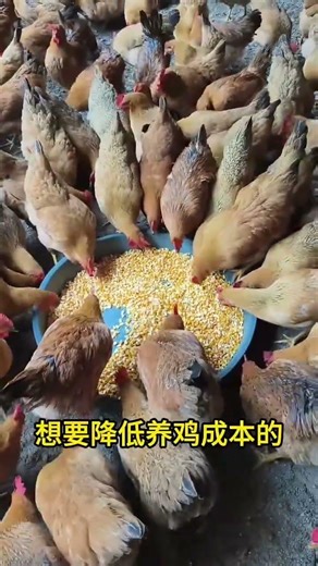 Raising Native Chickens – Smart Chicken Farming Techniques#ChickenFarming #PoultryFarm