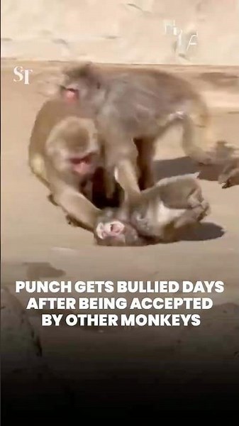 Punch gets bullied days after being accepted by other monkeys