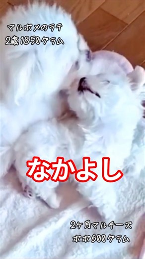 【マルチーズ2ヶ月のポポ】ラテが大きくみてた頃 #マルチーズ #マルチーズ2ヶ月 #マルチーズのポポ #2ヶ月 #パピー #ミックス犬 #マルポメ #マルポメのラテ #多頭飼い犬