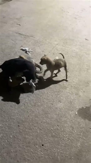 ##Dogs Fun Time 😄