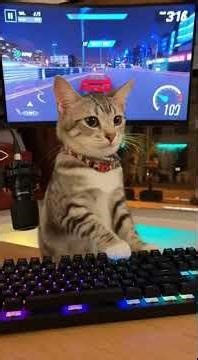 Cat Livestreaming Roblox—Worldwide Edition. 😂🐈🎮