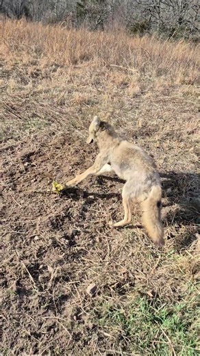 Coyote Trapping Missouri! #trapping #coyote #wildlife #management