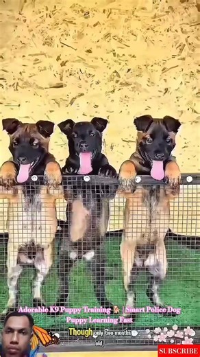 Adorable K9 Puppy Training 🐕 | Smart Police Dog Puppy Learning Fast #malinois #doglife #puppy