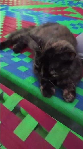 🐾 Beautiful Tortoiseshell Cat Moments Cute & Adorable Cat Video 😻