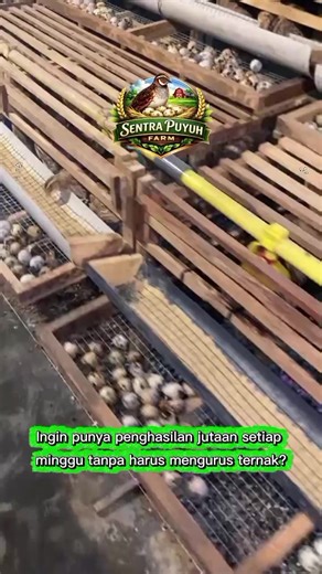 📈 Saatnya Mulai investasi ternak Puyuh petelur sekarang! Mau punya Puyuh petelur tanpa repot? Titip Farm Puyuh petelur, kami memudahkan Anda untuk berinvestasi di peternakan Puyuh Petelur dengan sistem titip ternak yang aman dan menguntungkan. Cukup titipkan modal Anda, kami yang urus semuanya hingga siap panen! ✨Keuntungan yang Anda dapatkan: ☑️ Perawatan Profesional: puyuh petelur Anda dikelola oleh ahlinya. ☑️ Pantau Setiap Waktu: Update perkembangan secara real-time. ☑️ Hasil Panen Optimal: