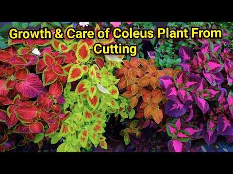 How to grow Coleus from cutting /Easy step by step guide / Humaira Gardening