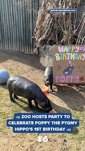 10K views · 221 reactions | 鍊 Happy 1st Birthday, Poppy! The Metro Richmond Zoo celebrated its famous pygmy hippo with cake, activities, and lots of love from the "Popparazzi!" This little star has captured hearts nationwide with 62 million video views. What a milestone! 鍊 | WTVR CBS 6 News | Facebook