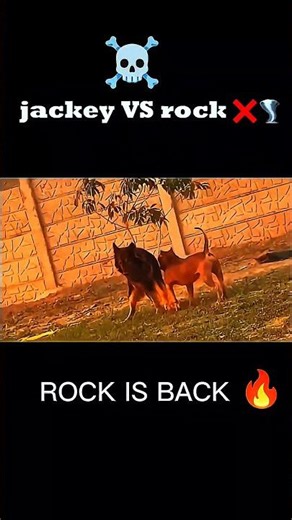 ROCK VS JACKEY ☠️| #ritikdogkennel #rock #shorts #ritikdoglover