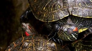 Sleeping turtles detailed view - Free Stock Video